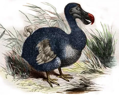 Experts Assert They Have Achieved a ‘Pivotal Step’ in Bringing Back the Extinct Bird for the First Time in 300 Years